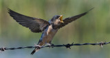 DSC_3679a.jpg