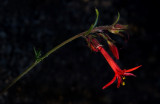 DSC_7153a.jpg