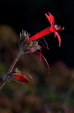 DSC_7280a.jpg