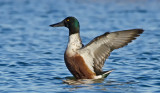 DSC_1681a.jpg