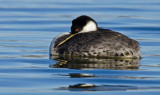 DSC_1701a.jpg