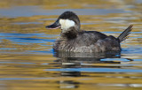 DSC_2028a.jpg