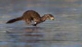 DSC_3941a.jpg