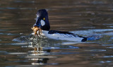 DSC_4594b.jpg