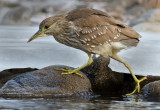DSC_6164a.jpg