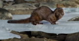 DSC_6440a.jpg