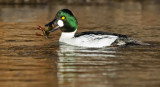 DSC_8026a.jpg