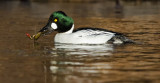DSC_8034a.jpg