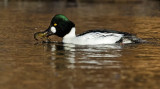 DSC_8063a.jpg