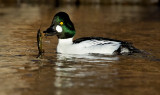 DSC_8089a.jpg