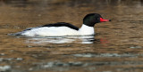 DSC_8537a.jpg