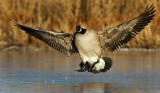 DSC_0010a.jpg