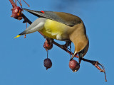 DSC_0773a.jpg