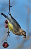 DSC_0966a.jpg