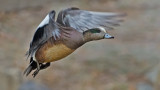 DSC_1234a.jpg