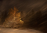 DSC_1503b.jpg