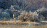 DSC_2033a.jpg