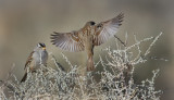 DSC_2445a.jpg