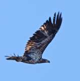 DSC_3490a.jpg