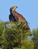 DSC_4736a.jpg
