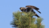 DSC_4774a.jpg