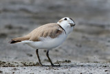 DSC_8529a.jpg
