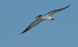 DSC_9238a.jpg