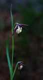 DSC_0832a.jpg