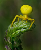 DSC_1237c.jpg