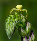 DSC_1404a.jpg