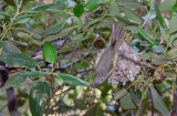 DSC_2909a.jpg