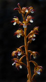 DSC_3857a.jpg