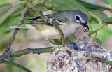DSC_4099a.jpg