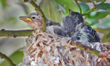DSC_5993a.jpg