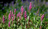 DSC_6276a.jpg
