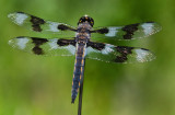 DSC_6575a.jpg