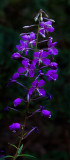 DSC_8081a.jpg