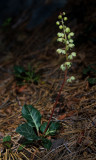 DSC_8113a.jpg