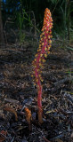 DSC_8145a.jpg