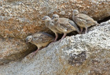DSC_0708a.jpg