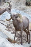 DSC_1379a.jpg