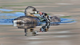 DSC_2548a.jpg