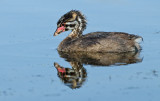 DSC_2652a.jpg