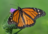 DSC_3127a.jpg