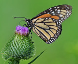 DSC_3145a.jpg