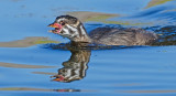 DSC_3434a.jpg