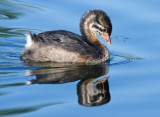 DSC_3925a.jpg