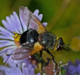 DSC_4553a.jpg