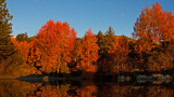 DSC_5884bC.jpg
