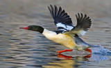 DSC_6908ab.jpg